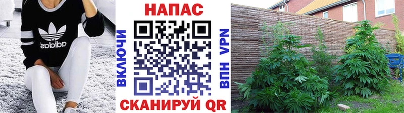 купить закладку  Кинель  Бошки марихуана OG Kush 